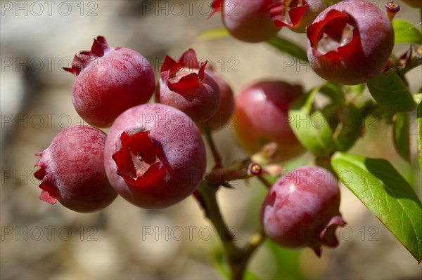 Fresh blueberries or blueberries on the bush