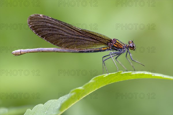 Beautiful demoiselle (Calopteryx virgo)