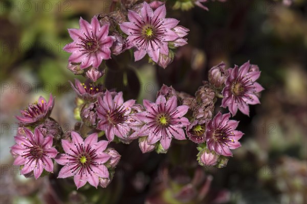 Cobweb houseleek (Sempervivum arachnoideum)