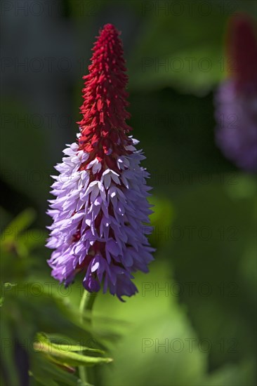 Flowering orchid primrose (Primula vialii)