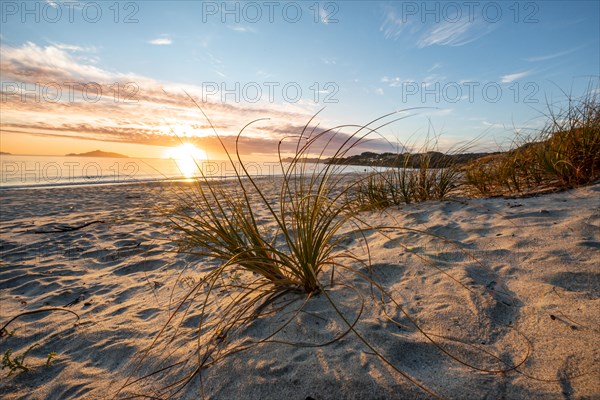 Grasses in the sand