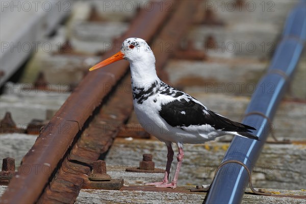 Eurasian Oystercatcher (Haematopus ostralegus)