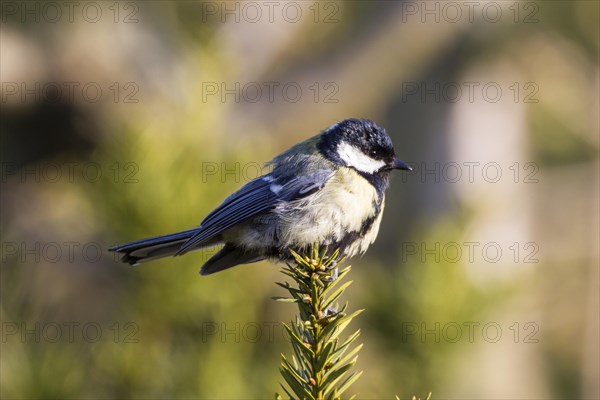 Great Tit (Parus major)