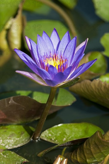 Blue Lotus (Nymphaea caerulea)