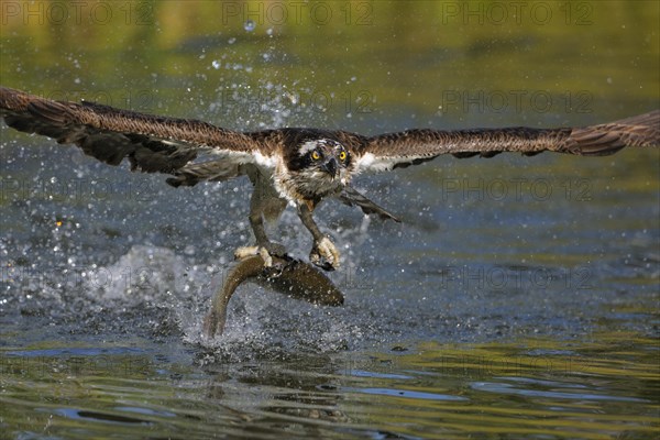 Osprey (Pandion haliaetus) taking flight after a successful hunt with Rainbow Trout (Oncorhynchus mykiss) as prey