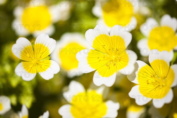 Poached egg plant or Douglas' meadowfoam (Limnanthes douglasii)