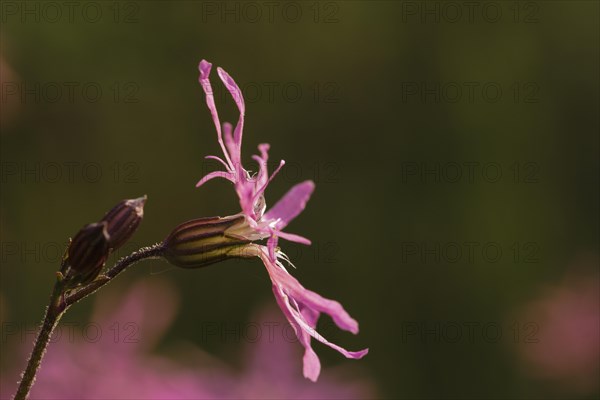 Ragged Robin (Lychnis flos-cuculi)