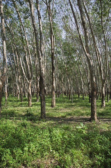 Rubber plantation