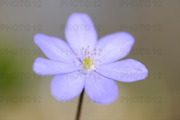 Hepatica or liverwort (Anemone hepatica syn Hepatica nobilis)