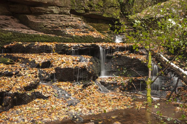 Monbach stream in autumn