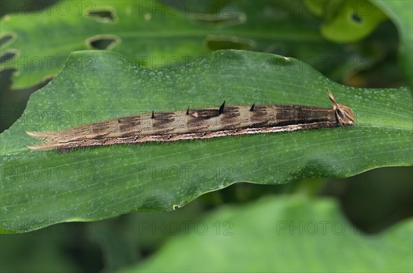 Caterpillar of an Owl Butterfly (Caligo sp.)