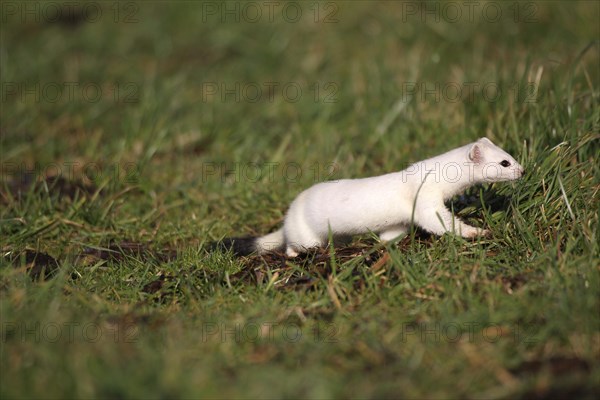 Stoat or Ermine (Mustela erminea) with white winter fur