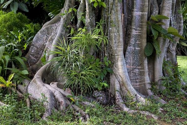 Tropical vegetation