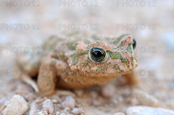 Green toad (Bufo viridis or Pseudepidalea viridis subgroup)