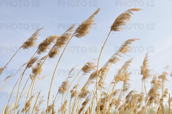 Reeds (Phragmites australis