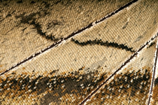 Scales of a butterfly's wing of the Meander Prepona (Archaeoprepona meander)