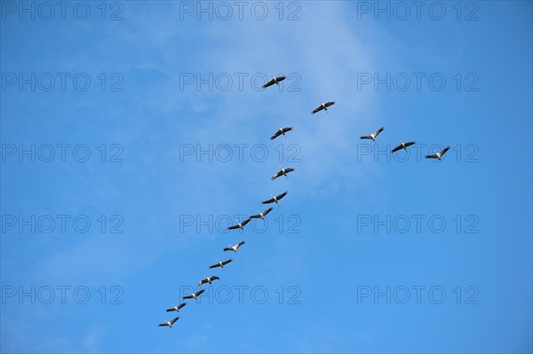 Cranes (Grus grus) flying in formation