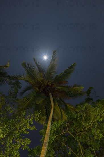 Tropical evening sky with a palm tree