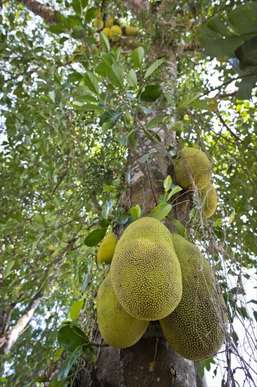 Jackfruit or Jack Tree (Artocarpus heterophyllus)