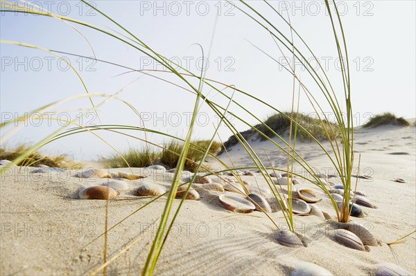 Shells and grass in the dunes