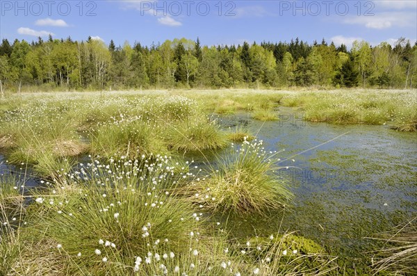 Flooded bog with blooming Hare's-tail Cottongrass