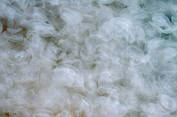 Large accumulation of Common Jellyfish (Aurelia aurita) in shallow water