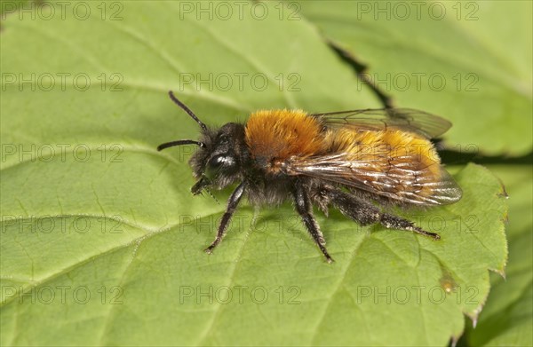 Tawny Mining Bee (Andrena fulva)