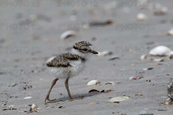 Common Ringed Plover or Ringed Plover (Charadrius hiaticula)