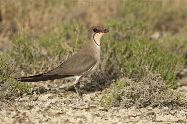 Collared Pratincole or Common Pratincole (Glareola pratincola)