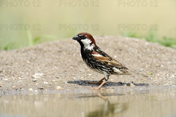 Spanish Sparrow or Willow Sparrow (Passer hispaniolensis)