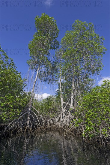 Mangroves