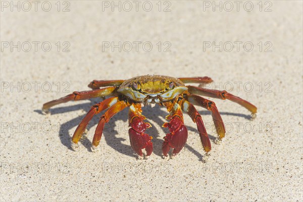 Red Rock Crab (Grapsus grapsus)