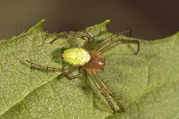 Cucumber Green Orb Spider (Araniella cucurbitina)