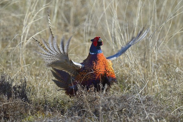 Common Pheasant (Phasianus colchicus)