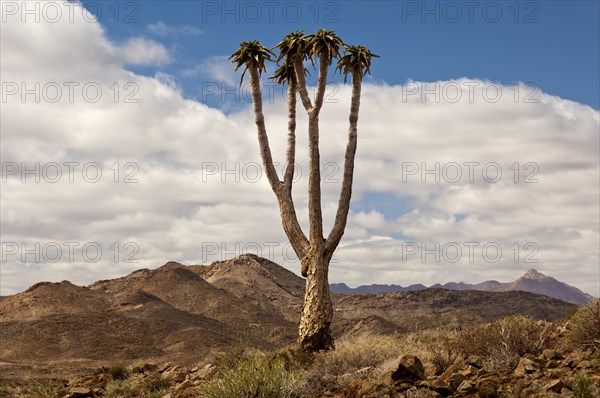 Giant Quiver Tree or Bastard Quiver Tree (Aloe pillansii)