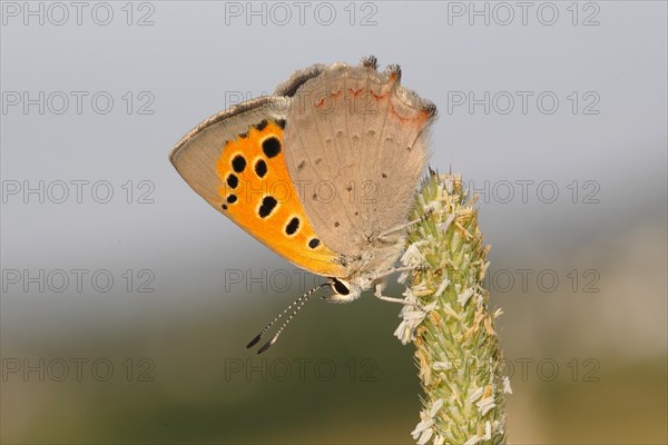 Small Copper (Lycaena phlaeas) basking on a grass flower