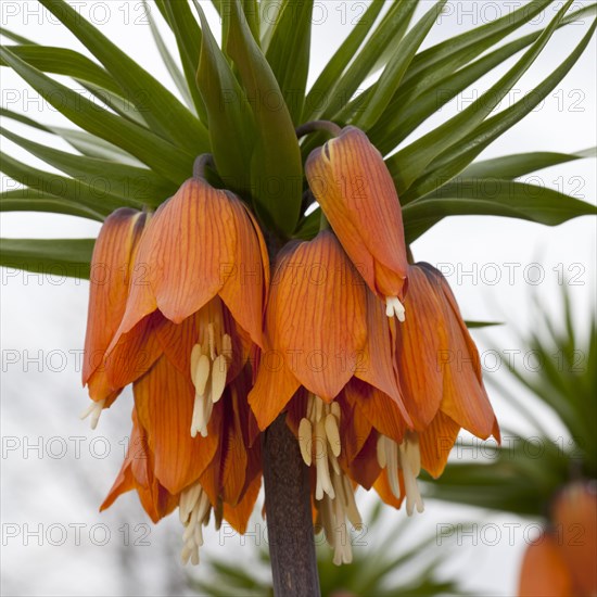 Crown Imperial Fritillary