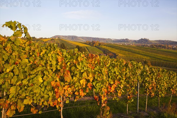 Vineyards in autumn