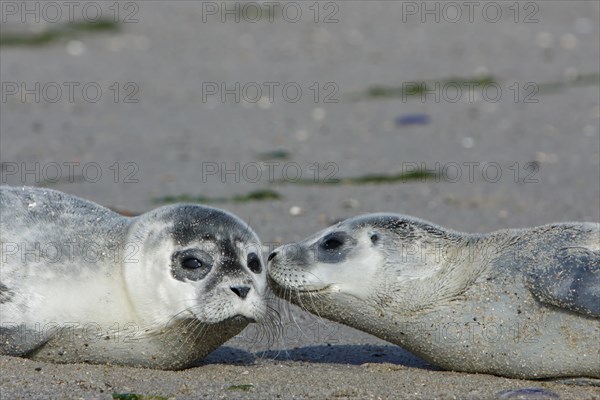 Harbour Seals (Phoca vitulina)