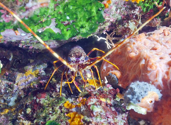 European spiny crayfish (Palinurus elephas)