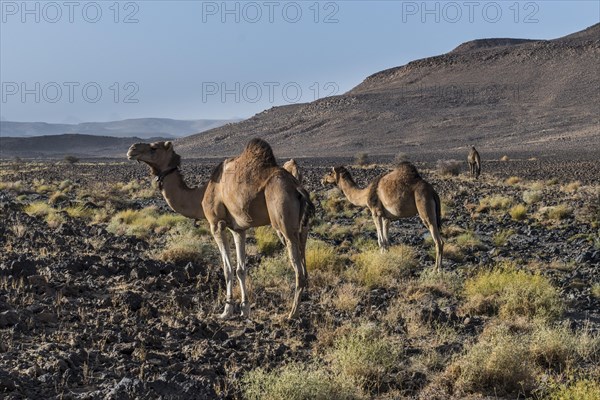 Arabian camels in stony desert landscape