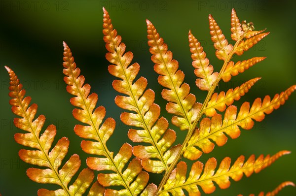 Autumn Fern