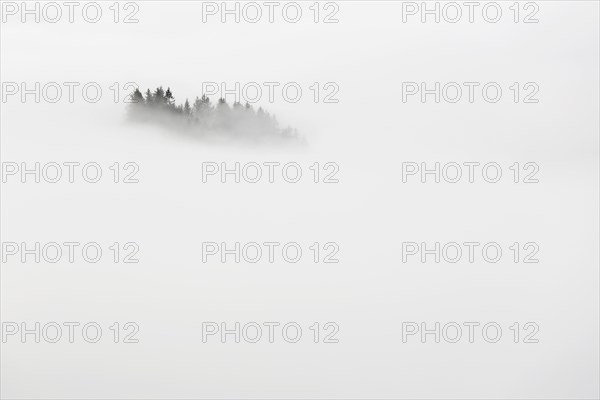 Forest in high fog