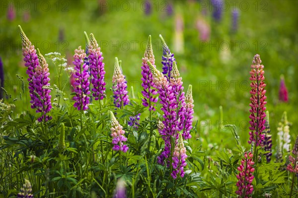 Narrow-leaved lupins (Lupinus angustifolius)