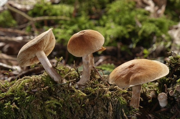 Freckled Flame-cap (Gymnopilus penetrans)