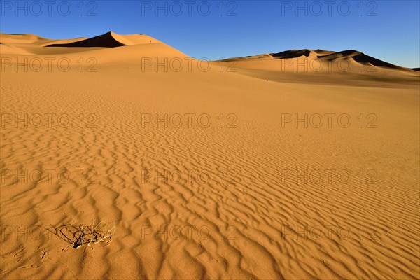 Sand dunes in the Sahara desert