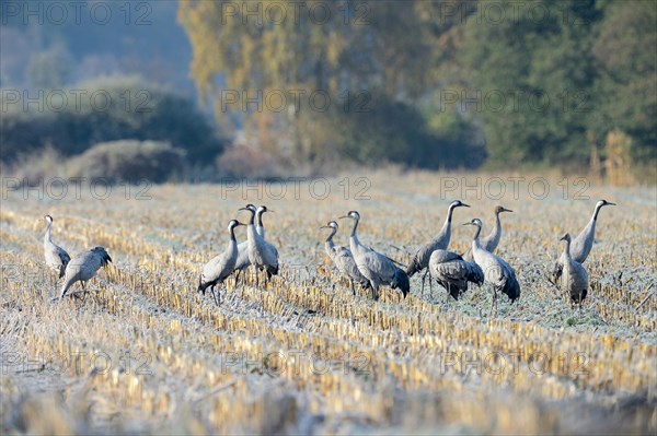 Cranes (Grus grus) foraging in a corn field in the morning