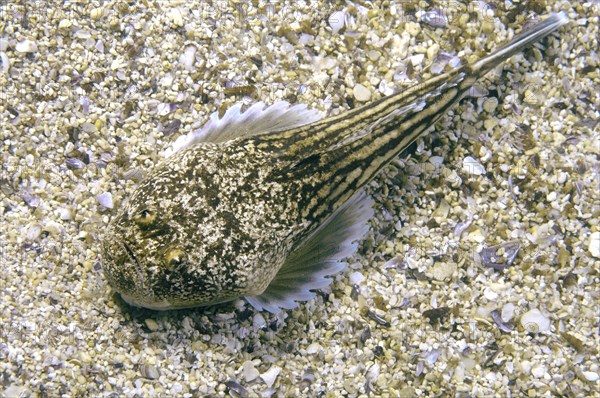 Atlantic Stargazer (Uranoscopus scaber)