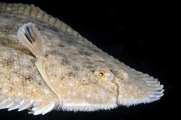 Snouted Sole (Pegusa nasuta)