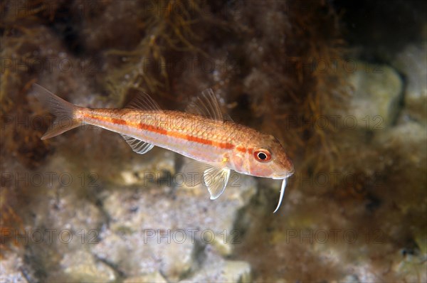 Goatfish (Mullus barbatus ponticus)